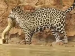 animal viral video