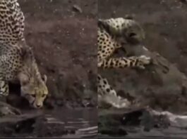 animal viral video