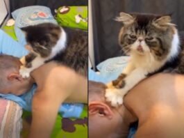 cat video