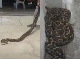snake video