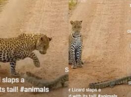 animal viral video