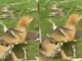viral video
