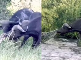 Animal Viral Video