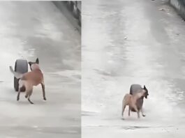Animal Viral Video