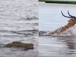 Animal viral video