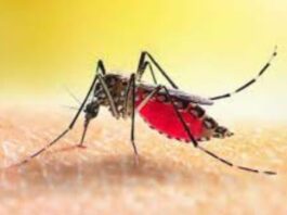 Dengue
