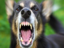 Dog Bites Treatment