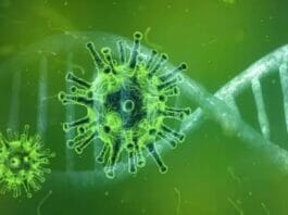 Nipah Virus
