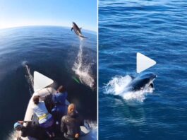 Animal Viral Video: