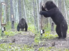 Viral Animal Video