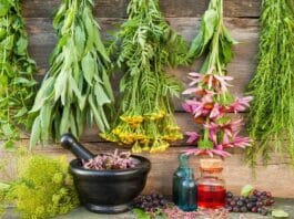 Herbal Plants: