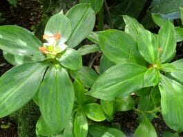 Insulin Plant Benefits: