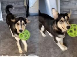 Animal Viral Video