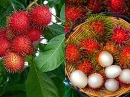 Rambutan Fal