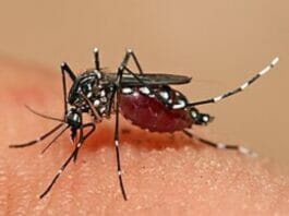 Dengue New Variant: 