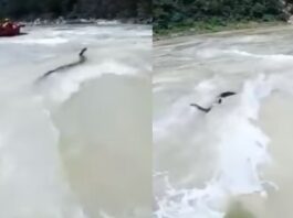 Viral Video