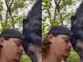 animal viral video