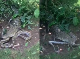 Animal Viral Video