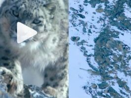 Animal Viral Video
