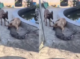 Animal Viral Video