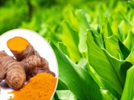 Turmeric