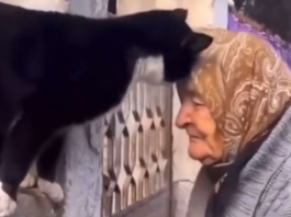 Viral Video