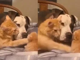 Animal viral Video