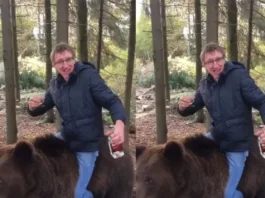 animal viral video
