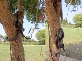 animal viral video