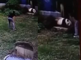 animal viral video