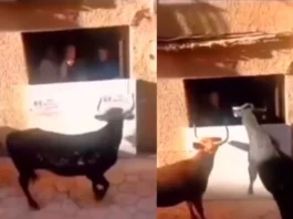 Animal Viral Video