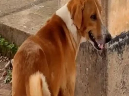 viral video
