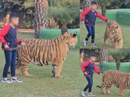 Animal Viral Video