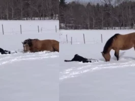 HORSE VIRAL VIDEO