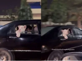 LION VIRAL VIDEO
