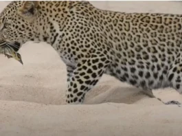 animal
