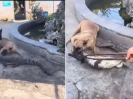 animal video