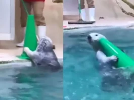 animal viral video