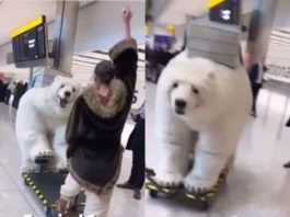animal viral video