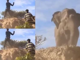 animal viral video