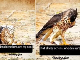 animal viral video