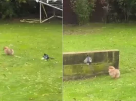 bird viral video
