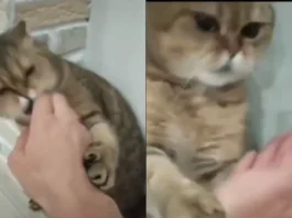 cat viral vidoe