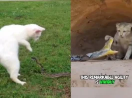 cat