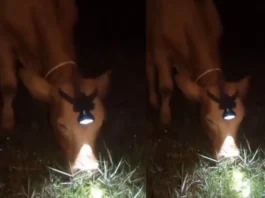 cow viral video