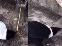 crow viral video
