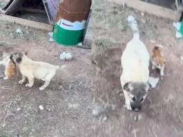 dog cat video