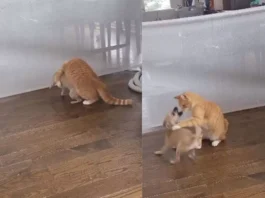 dog viral video