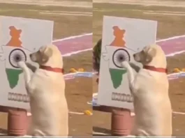 dog viral video