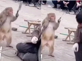 monkey